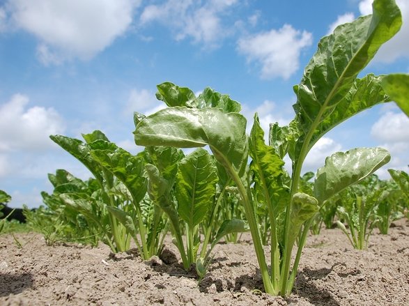 Re-establishing the sugar beet industry in Scotland