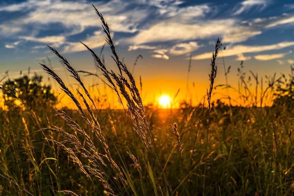 Straw availability assessment for potential cellulosic ethanol plant