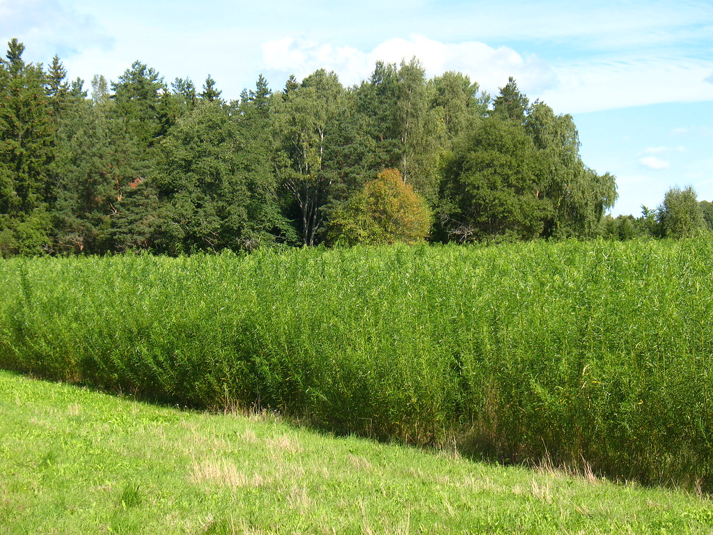 Biomass Availability