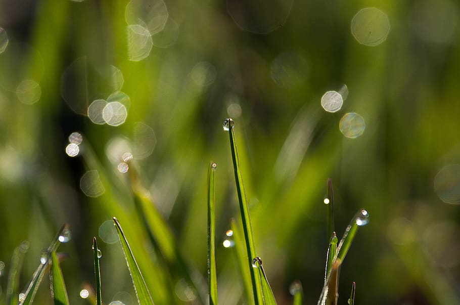 Biomass policy statement: a strategic view on the role of sustainable biomass for net-zero