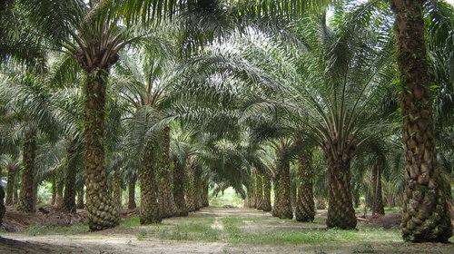 Palm Oil: Fuelling Bioeconomy Controversy?